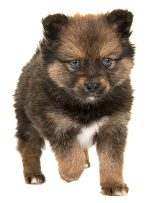 john, zook, dog, breeder, pomski, denver, pa, pennsylvania, whistle, hill, puppies, dog, johnzook, dogbreeder, whistlehill, greenville, road, rd, show, for, sale, pups, mini, minature